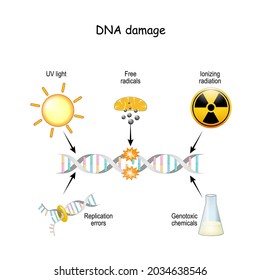 DNA damage. DNA can be damaged via UV light, ionizing radiation, genotoxic chemicals, free radicals, and replication errors. Aging process, Cell Apoptosis and cancer development - Shutterstock ID 2034638546