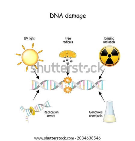 DNA damage. DNA can be damaged via UV light, ionizing radiation, genotoxic chemicals, free radicals, and replication errors. Aging process, Cell Apoptosis and cancer development