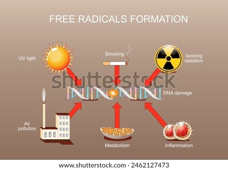 DNA damage. Free radical formation. Oxidative stress. DNA can be damaged via UV light, ionizing radiation, Air pollution, Inflammation, and Smoking. Aging process. Cell death. Cancer development