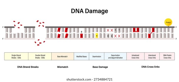 DNA Damage. DNA strand breaks, Mismatch, Base damage and DNA cross links. Genomic instability. Hallmarks of aging. Chromosomal instability.