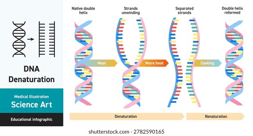 DNA denaturation and renaturation process illustration. Educational infographic showing how a native DNA double helix separates into single strands through heating and reforms into a double helix during cooling. Scientific diagram for molecular biology, genetics, PCR, and laboratory education.
