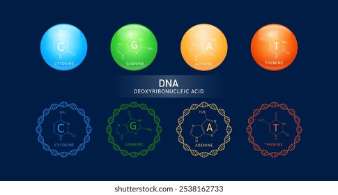 DNA or Deoxyribonucleic acid gene double helix and Structure Adenine Thymine Guanine Cytosine. Chromosome nucleus cell genetic synthetic biology combined. Medical science vector.
