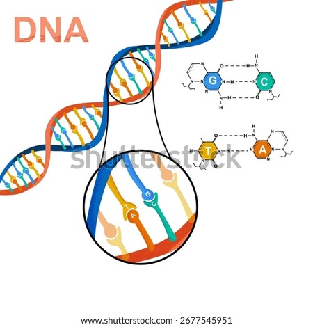 DNA. Detailed illustrations are available regarding the chemical composition of T, G, A, C in DNA as well as small details when the DNA is zoomed in.