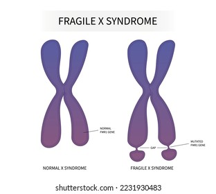 Concepto Estructura de los cromosomas con anomalías en el ADN y descripción en