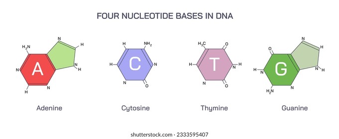 DNA is a double helical structure composed of nucleotides. The two helices are joined together by hydrogen bonds. The DNA also bears a sugar-phosphate backbone. Deoxyribonucleic acid vector 