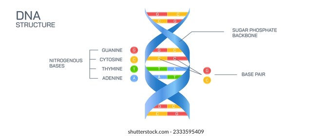 DNA ist eine doppelte helische Struktur aus Nukleotiden. Die beiden Helikopter werden durch Wasserstoffbrücken miteinander verbunden. Die DNA trägt auch ein Rückgrat aus Zucker und Phosphat. Deoxyribonucleinvektor 