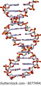 DNA Double Helix