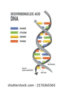 DNA double helix. Deoxyribonucleic acids. Nitrogenous base (Thymine, Adenine, Cytosine or Guanine) and Sugar-Phosphate backbone.