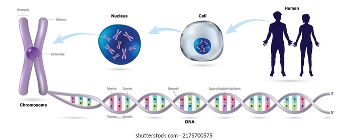 DNA double helix. The diagram shows the structure of  human cell, nucleus, chromosome and DNA (Deoxyribonucleic Acid). Vector for scientific study.