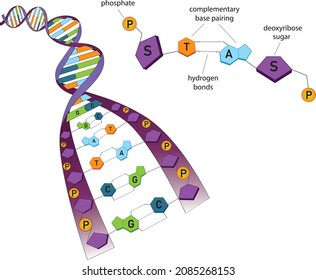 DNA Double Helix Structure With Nucleotides