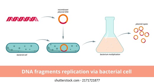 DNA fragments replication via bacterial cell.	DNA fragment is inserted into a plasmid vector and introduced into the bacterium. Purified plasmids are the result of the cloning process.