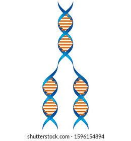 DNA, Gene, DNA Mapping, Cell Divisions, Gene Transfer, Biotechnology, Biology, Science, Genetic Science