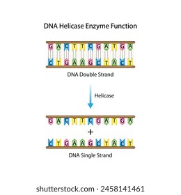 DNA Helicase Enzyme Function. Scientific Design. Vector Illustration.
