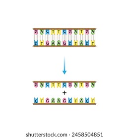 DNA Helicase Enzyme Function. Scientific Design. Vector Illustration.