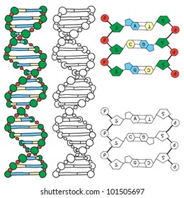 DNA - helix molecule model, hand-drawn illustration