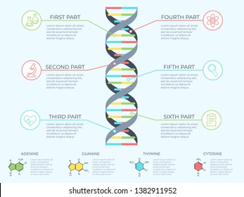 DNA infographic. Genetic spiral, genomic model molecule diagram and adn pattern structure chart vector concept illustration