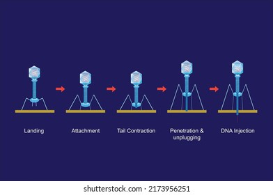 bacteriófago de inyección de ADN e ilustración de vector bacterias