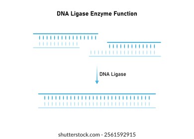 DNA Ligase Enzyme Function Science Design. Vector Illustration.