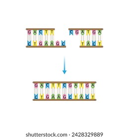 DNA-Ligase-Enzym-Funktion. Wissenschaftliches Design. In: Vector Illustration.	