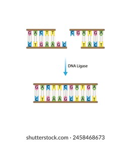 DNA-Ligase-Enzym-Funktion. Wissenschaftliches Design. Vektorillustration.