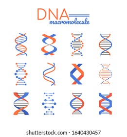 DNA macromolecule - line design style vector elements isolated on white background. Blue, red pictures of double helix, different forms and shapes. Deoxyribonucleic acid images. Genetics concept