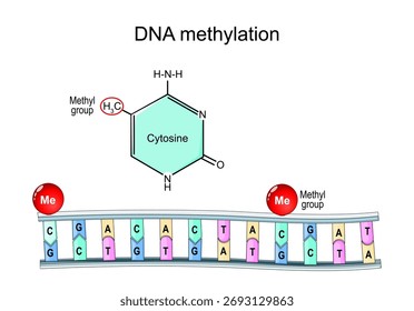 DNA methylation. Molecular chemical structural formula and model of Cytosine with Methyl group. Vector illustration