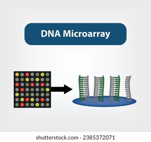 DNA-Mikroarray, das verwendet wird, um festzustellen, ob die DNA eines Individuums Mutationen in Genen wie BRCA1 und BRCA2 enthält. Vektorgrafik und Illustration