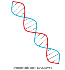 dna model on a white background