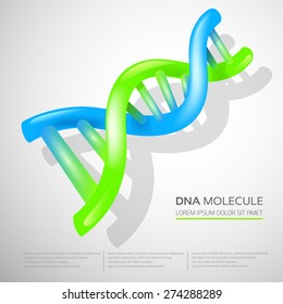 DNA molecule