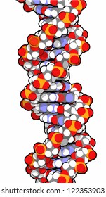 DNA molecule, 3D structure. Stylized vector image DNA is the main carrier of genetic information in all organisms The DNA shown here is part of a human gene and is shown as a linear double helix.