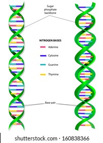 The DNA molecule is a double helix: that is, two long, thin strands twisted around each other like a spiral staircase. A gene is a length of DNA that codes for a specific protein.