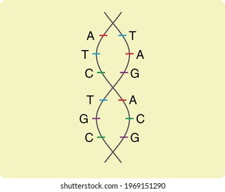 DNA Molecule Pairing And Nucleotide Sequence