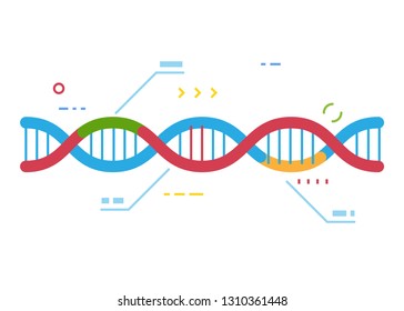 DNA molecule with regions with different colors. Crisp Cas 9 gene repairing technology. Genetic repair and infographic. Examination of human dna. Line style vector. 