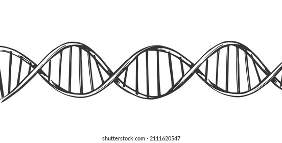 Fondo horizontal de la estructura de la molécula de ADN. Investigación genética y química. Esbozo de ilustración dibujado a mano. Vector aislado