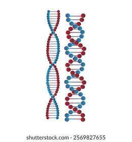 DNA is a molecule that contains genetic information in the development of living things