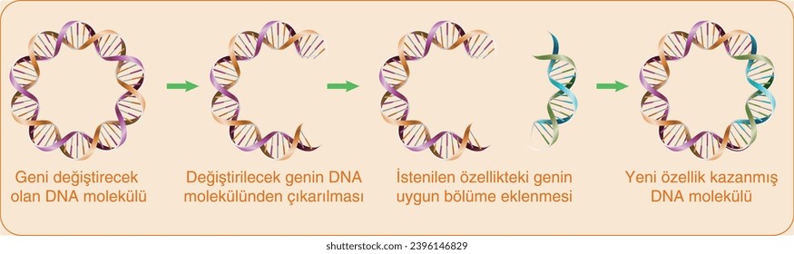 DNA-Molekül, das das Gen verändert, die Entfernung des zu verändernden Gens aus dem DNA-Molekül, die Einfügung des Gens mit der gewünschten Funktion in den entsprechenden Abschnitt, DNA mit der neuen Funktion