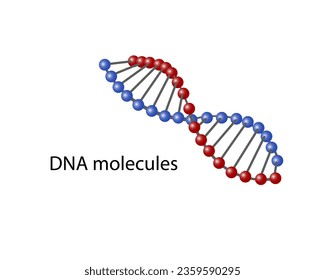 DNA molecules on a white background with its name. Vector illustration