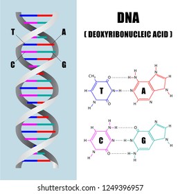 DNA molecules structure, Science concept, vector illustration eps10