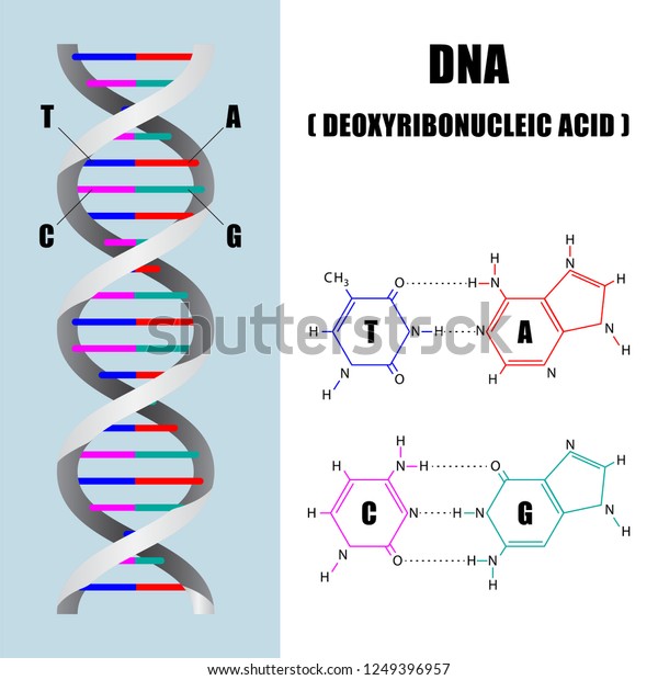 DNA molecules structure, Science concept, vector\
illustration eps10