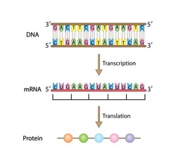 DNA, mRNA and Protein synthesis. DNA is converted into a mRNA and mRNA directs protein synthesis. Transcription and Translation. Genetic code. Vector illustration.
