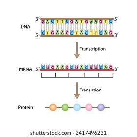 DNA, mRNA and Protein synthesis. DNA is converted into a mRNA and mRNA directs protein synthesis. Transcription and Translation. Genetic code. Vector illustration.