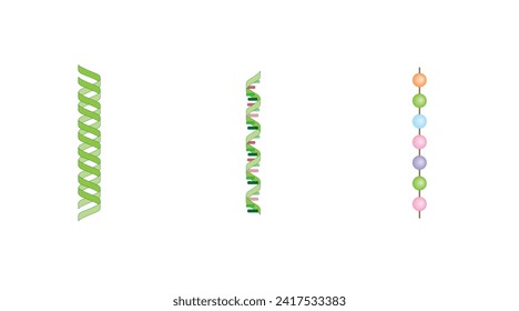 DNA, mRNA and Protein synthesis. DNA is converted into a mRNA and mRNA directs protein synthesis. Transcription and Translation. Genetic code. Vector illustration.