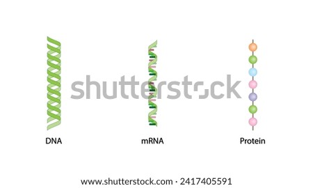 DNA, mRNA and Protein synthesis. DNA is converted into a mRNA and mRNA directs protein synthesis. Transcription and Translation. Genetic code. Vector illustration.