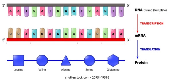 ADN, ARNm y proteína. Transcripción y Traducción. Proceso de copia de un segmento de ADN en ARN. 