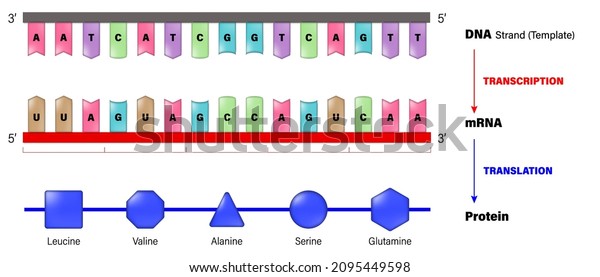 DNA, mRNA and Protein.\
Transcription and Translation. Process of copying a segment of DNA\
into RNA. 