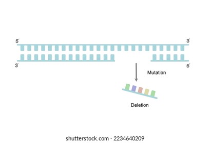 The DNA mutation of deletion type on double stranded DNA