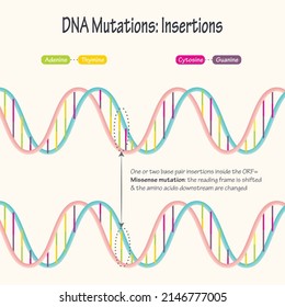 DNA Mutations Series Diagram Of Base Pair Insertions Inside The ORF