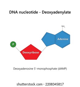 DNA nucleotide (deoxyribonucleotide) - Deoxyadenylate. Vector illustration.