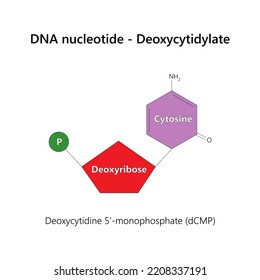 DNA nucleotide (deoxyribonucleotide) - Deoxycytidylate. Vector illustration.