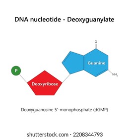 DNA nucleotide (deoxyribonucleotide) - Deoxyguanylate. Vector illustration.